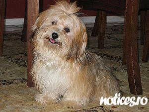 Bichon havanese 500 ron