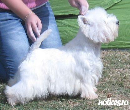 westie