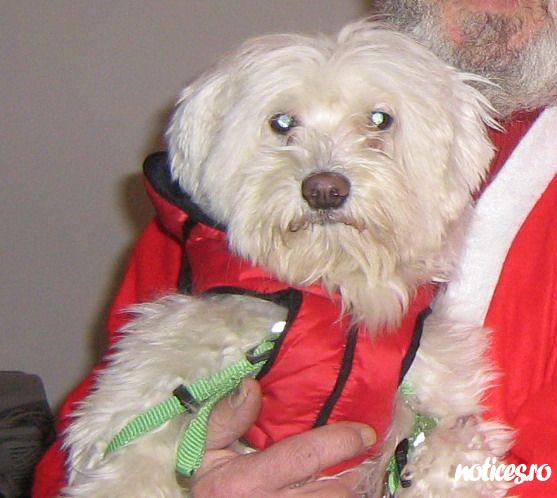 pierdut bichon