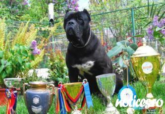 Cane corsso