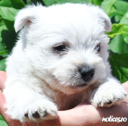 pui westie