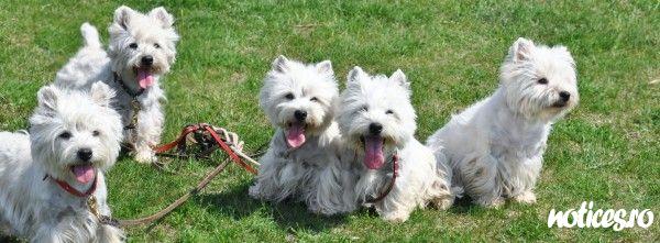westie
