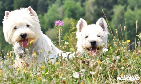 westie