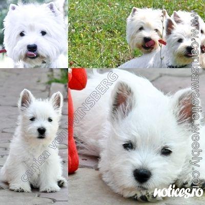 catei westie