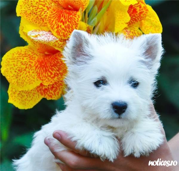 catei westie de vanzare, 2 luni