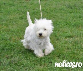 westie