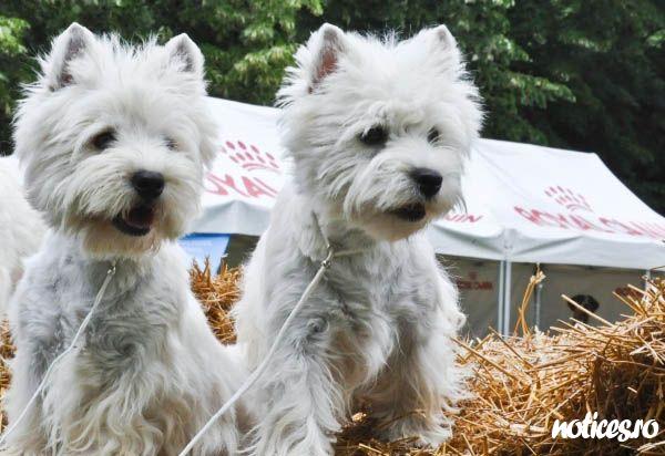 westie
