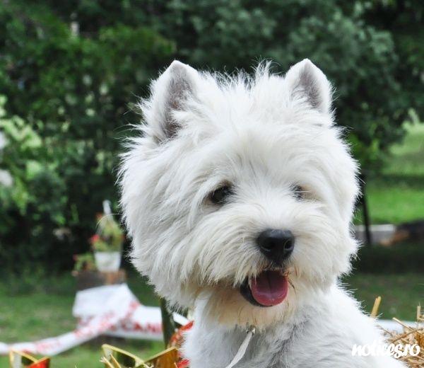 westie