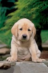  Vand puiuti Labrador Retriever