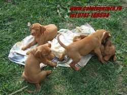  oferim catei spre vanzare  Vizsla Maghira 