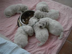 pui bichon frise