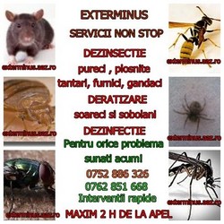 Contract Deratizare Bucuresti non stop