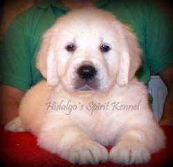 Pui Golden Retriever Hidalgos Spirit