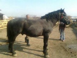 Vand cal armasar semi-greu, negru complet