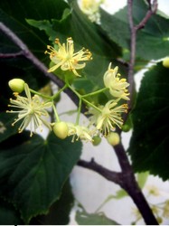 tei de floare cu radacina