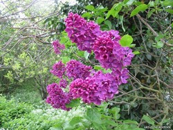liliac alb ,rosu,mov cu radacina