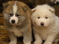 catei de rasa Akita Inu de vanzare