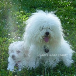 Canisa Bichon Bolognese vinde Puiut