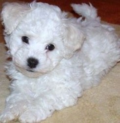 Vand catei rasa Bichon Frise, de talie mica