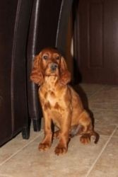 vand pui de setter irlandez rosu