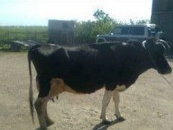 Vand 2 vaci Holstein pe lapte ,sanatoase,mari si frumoase.