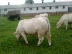 Vindem un taur charolaise cu pedigree pt reproductie