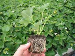 Capsuni stoloni,plante ,soiu cavalier