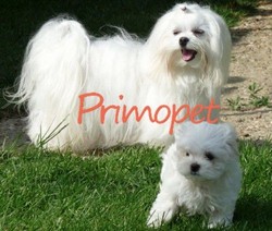 Vand catei de rasa Bichon Maltez