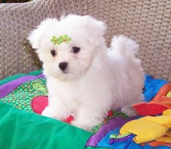 BICHON MALTESE 700 RON