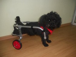 Carucioare pentru caini si pisici cu handicap