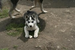 Vand pui Husky siberian