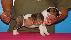 Vand catei de rasa Bull Terrier