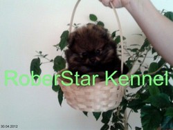 Vand pui pomeranian