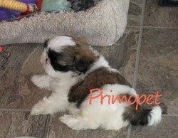 Vand catei de rasa Shih Tzu