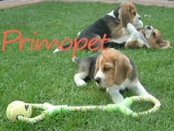 Vand catei de rasa Beagle