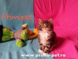 Pisici Maine Coon de Vanzare