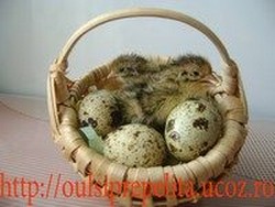 Oua de Prepelita pentru incubat: 50 bani/ buc.