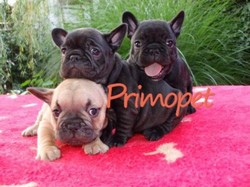 Vand catelusi Bulldog Francez