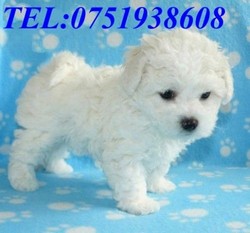 Pui Bichon Frise