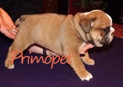 Vand catei de rasa Bulldog Englez