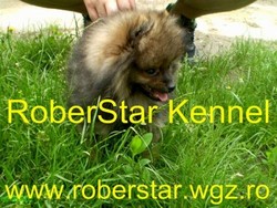 Vand pui pomeranian cu pedigree