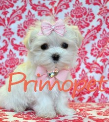 Vand catei de rasa Bichon Maltez