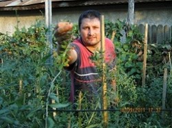 A Producator plante  GOJI