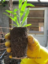 A Producator plante GOJI www.sanatatedinplante.ro
