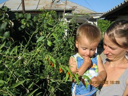 A Plante GOJI de calitate
