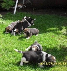 Beagle si Labrador de vanzare