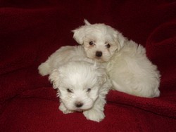 Bichon Maltese !!