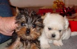 Bichon Maltese Toy, Yorkshire Terrier Mini Toy, Mops-Pug