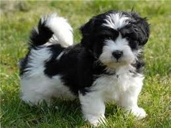 Bichon havanez