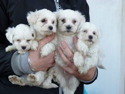 Bishon Havanese si Maltese  de vanzare